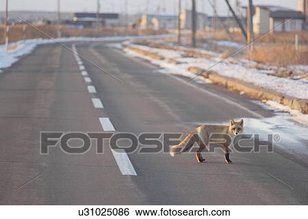 Ezo red fox, Betsukai Town, Hokkaido Prefecture, Japan View Large Photo Image Stock Photograph - Ezo red fox, Betsukai Town, Hokkaido Prefecture, Japan. Fotosearch