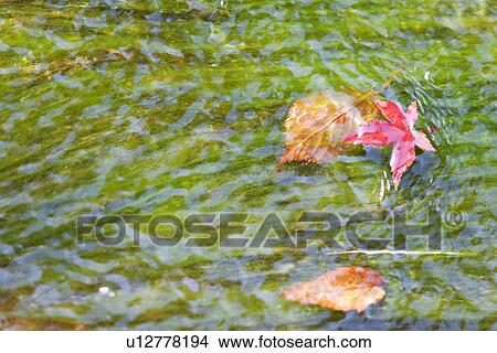 Picture - Fallen Leaves In River. Fotosearch