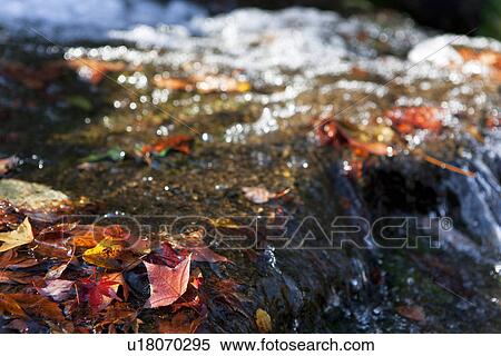 Stock Photography - Fallen Leaves In River. Fotosearch