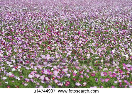 Field of Cosmos (Cosmos bipinnatus) View Large Photo Image Stock Photo - Field of Cosmos (Cosmos bipinnatus). Fotosearch