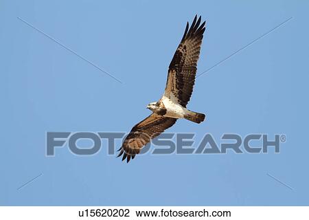 Flying Osprey, Japan View Large Photo Image Stock Image - Flying Osprey, Japan. Fotosearch
