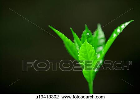 Stock Image - Fresh Green Plant. Fotosearch