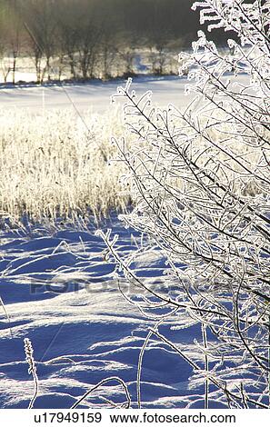 Stock Photo - Frost on Plants. Fotosearch