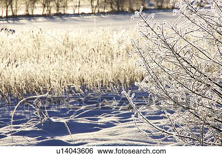 Frost on Plants View Large Photo Image Stock Photograph - Frost on Plants. Fotosearch
