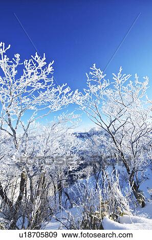 Frosty Trees In Winter View Large Photo Image Stock Photo - Frosty Trees In Winter. Fotosearch