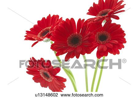 Gerbera daisy View Large Photo Image Stock Image - Gerbera daisy. Fotosearch