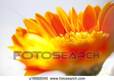 Gerbera daisy View Large Photo Image Stock Image - Gerbera daisy. Fotosearch