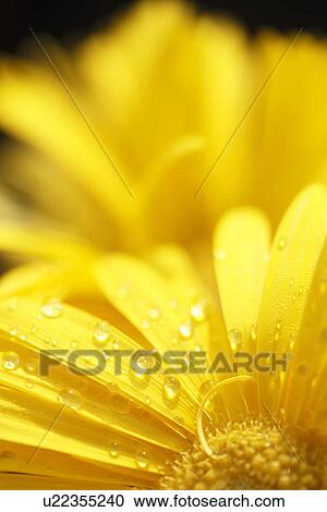 Stock Image - Gerbera Daisy. Fotosearch