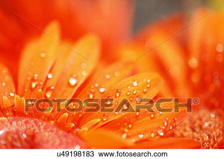 Gerbera Daisy View Large Photo Image Stock Image - Gerbera Daisy. Fotosearch