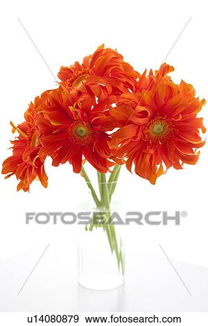 Gerbera daisy View Large Photo Image Stock Photo - Gerbera daisy. Fotosearch