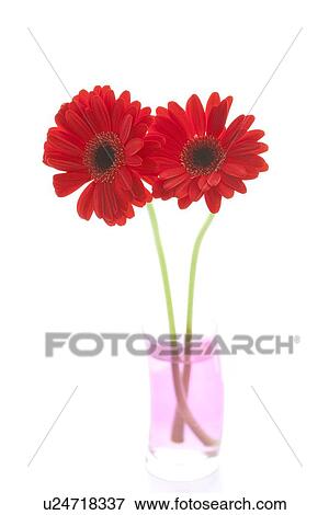 Gerbera daisy View Large Photo Image Stock Photo - Gerbera daisy. Fotosearch
