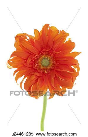 Gerbera daisy View Large Photo Image Stock Photography - Gerbera daisy. Fotosearch