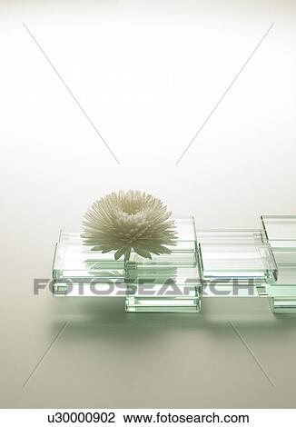 Glass and flower head View Large Photo Image Stock Image - Glass and flower head. Fotosearch