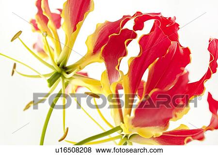 Gloriosa lily flower  View Large Photo Image Stock Photo - Gloriosa lily flower . Fotosearch