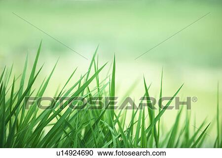 Grass, close-up View Large Photo Image Stock Image - Grass, close-up. Fotosearch