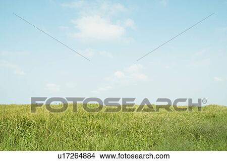 Picture - Grassland and Blue Sky. Fotosearch