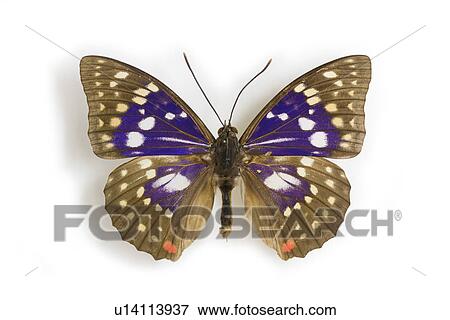 Stock Photo - Great purple emperor. Fotosearch