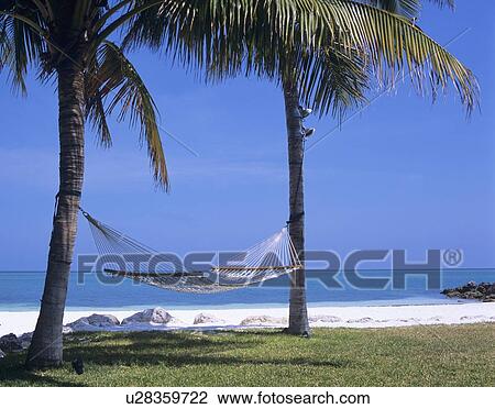 Hammock at beach, Florida, USA View Large Photo Image Stock Image - Hammock at beach, Florida, USA. Fotosearch