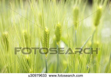 Hulless barley, close-up, Japan View Large Photo Image Stock Image - Hulless barley, close-up, Japan. Fotosearch