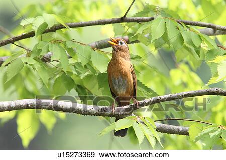Stock Photo - Hwamei, Japan. Fotosearch