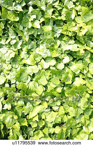 Ivy View Large Photo Image Stock Photo - Ivy. Fotosearch