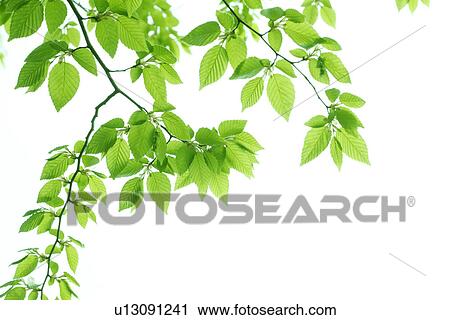 Japanese Beech, Japan View Large Photo Image Stock Image - Japanese Beech, Japan. Fotosearch