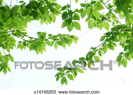Japanese Beech, Japan View Large Photo Image Stock Image - Japanese Beech, Japan. Fotosearch