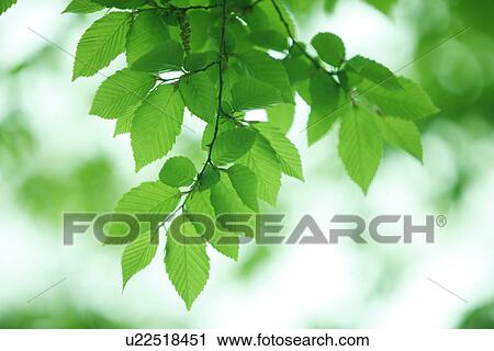 Stock Image - Japanese Beech, Japan. Fotosearch