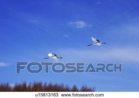 Stock Image - Japanese Cranes Flying. Fotosearch