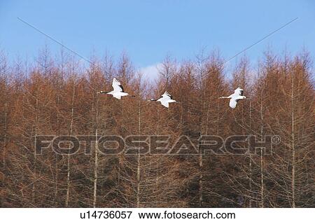 Japanese Cranes Flying View Large Photo Image Stock Photo - Japanese Cranes Flying. Fotosearch