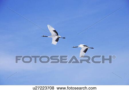 Japanese Cranes Flying View Large Photo Image Stock Photo - Japanese Cranes Flying. Fotosearch