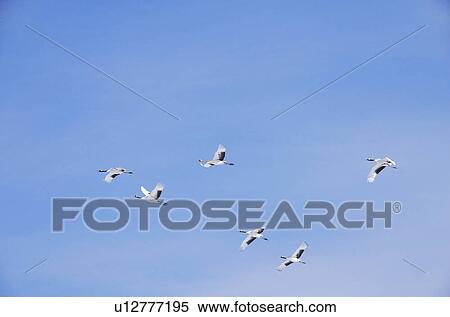 Japanese Cranes Flying View Large Photo Image Stock Photography - Japanese Cranes Flying. Fotosearch