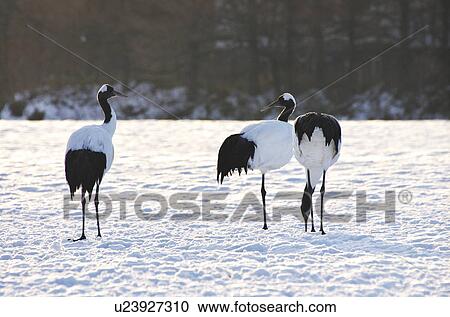 Japanese Cranes In Winter View Large Photo Image Stock Image - Japanese Cranes In Winter. Fotosearch