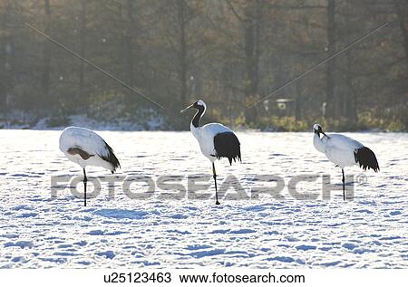 Japanese Cranes In Winter View Large Photo Image Stock Image - Japanese Cranes In Winter. Fotosearch