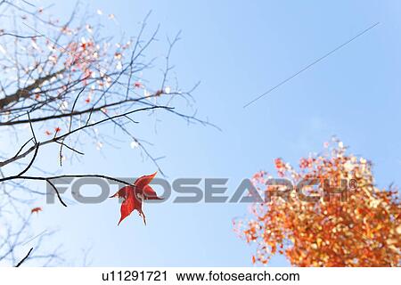 Japanese Maple In Autumn View Large Photo Image Stock Image - Japanese Maple In Autumn. Fotosearch