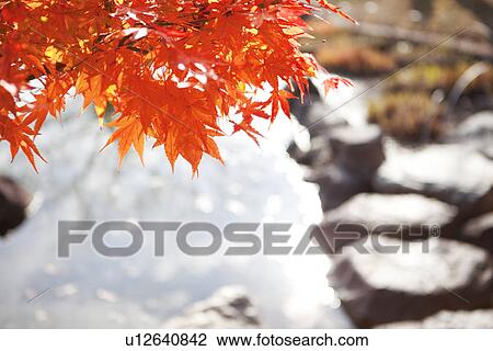 Stock Image - Japanese Maple In Autumn. Fotosearch