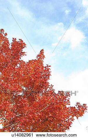 Stock Image - Japanese Maple In Autumn. Fotosearch