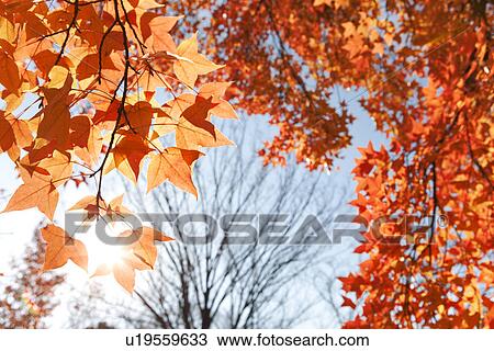 Stock Image - Japanese Maple In Autumn. Fotosearch