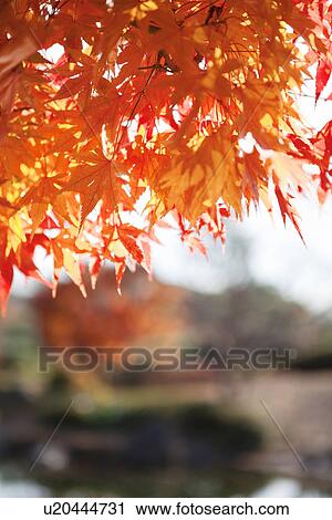 Stock Image - Japanese Maple In Autumn. Fotosearch