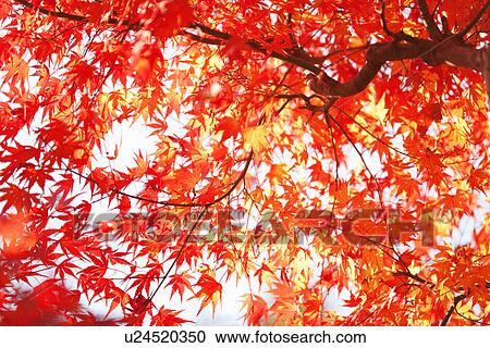 Stock Image - Japanese Maple In Autumn. Fotosearch