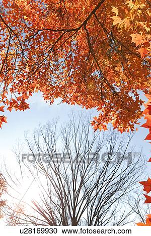 Japanese Maple In Autumn View Large Photo Image Stock Image - Japanese Maple In Autumn. Fotosearch