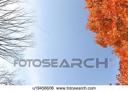 Japanese Maple In Autumn View Large Photo Image Stock Photograph - Japanese Maple In Autumn. Fotosearch