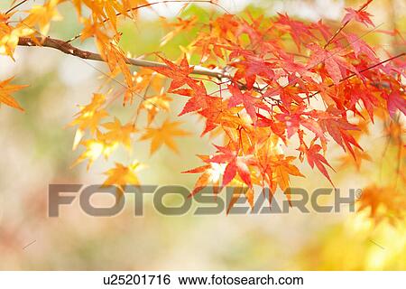 Japanese Maple In Autumn View Large Photo Image Stock Photograph - Japanese Maple In Autumn. Fotosearch