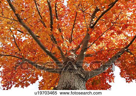 Japanese Maple In Autumn View Large Photo Image Stock Photography - Japanese Maple In Autumn. Fotosearch