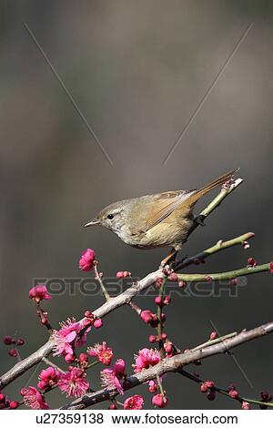 Stock Photo - Japanese Nightingale, Japan. Fotosearch