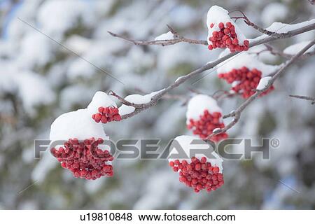 Stock Photo - Japanese Rowan berries covered by snow, Kiyosato Town, Hokkaido Prefecture, Japan. Fotosearch
