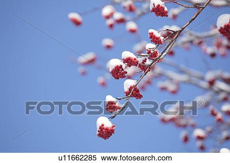 Stock Photography - Japanese Rowan berries covered by snow, Kiyosato Town, Hokkaido Prefecture, Japan. Fotosearch