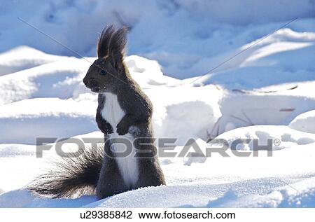 Japanese Squirrel (Sciurus Vulgaris Orientis) View Large Photo Image Stock Image - Japanese Squirrel (Sciurus Vulgaris Orientis). Fotosearch