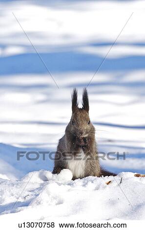 Stock Photo - Japanese Squirrel (Sciurus Vulgaris Orientis). Fotosearch