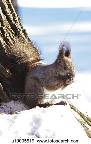 Japanese Squirrel (Sciurus Vulgaris Orientis) View Large Photo Image Stock Photo - Japanese Squirrel (Sciurus Vulgaris Orientis). Fotosearch